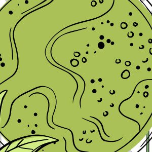 Illustration accompanying the Greenselect Phytosome ingredient