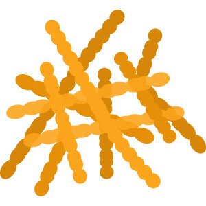 Illustration of Lactobacillus fermentum bacteria