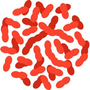 Illustration of Lactobacillus gasseri bacteria