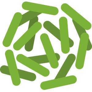 Illustration of Lactobacillus rhamnosus bacteria
